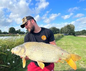Common Carp