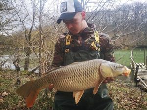 Common Carp