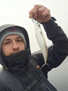 Chub Mackerel
