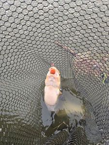 Common Bream