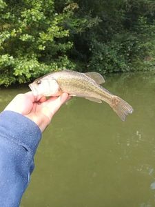 Largemouth Bass
