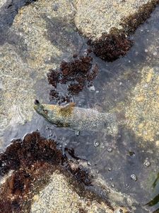Ballan Wrasse