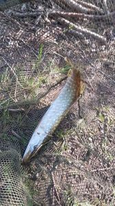 Northern Pike