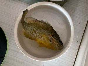 Green Sunfish