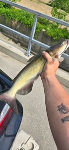 Channel Catfish