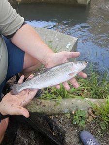 Rainbow Trout