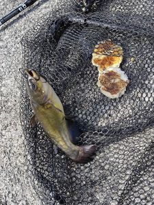 Black Bullhead
