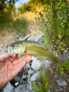 Largemouth Bass
