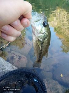 Largemouth Bass