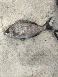 Black Seabream