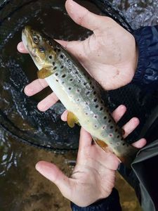 Brown Trout