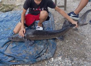 Sturgeon