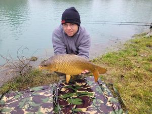 Common Carp