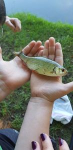 Roach