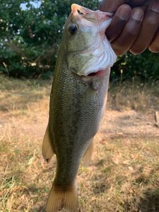 Largemouth Bass