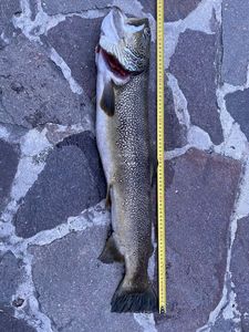 Marble Trout