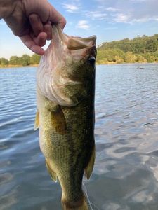 Largemouth Bass