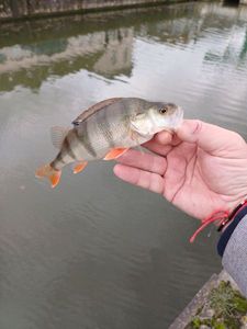 European Perch
