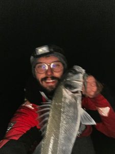 European Bass (Seabass)