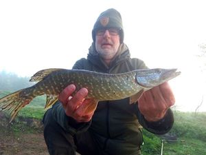 Northern Pike