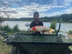 Koï Fish