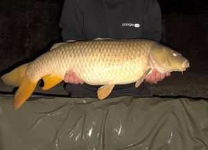 Common Carp