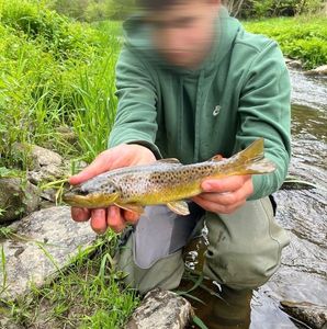 Brown Trout