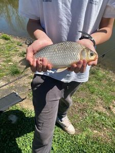 Crucian Carp