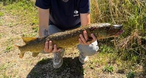 Northern Pike