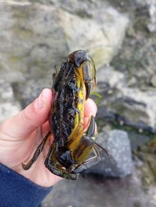 Common Shore Crab (Green Crab)