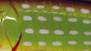 Lures Illex JIVAROS SWIM BAIT 210 PIKE