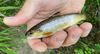 Antho Toteamfishing