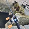 Fish_Vipere 6