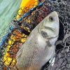 Fish Online