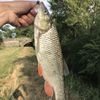 Nicolas Fishing 44