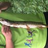 Juju Le fisher