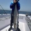 Kingfish_killer .
