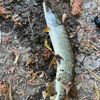 Sonny Fishing