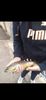 Tomy Trn