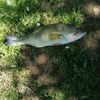 corentin durozier