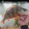 Loviks Fish
