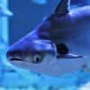 🦈🐟Mishel🦈🐟 .