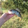 Scarn_fish67 .