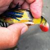 Fish and Street