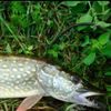 Jsd_ fishing