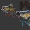 TCA Fishing