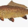 pacome lestriat