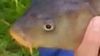 fish- peche