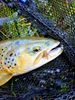 FloX Fly Fishing