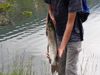 Pike Addict